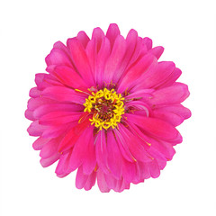 vivid pink zinnia isolated on white background with clipping path