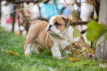 Fototapeta premium Cute English Bulldog Puppies 
