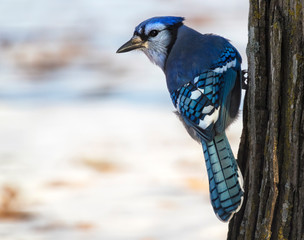 Blue jay (Cyanocitta cristata) close up, Iowa, USA