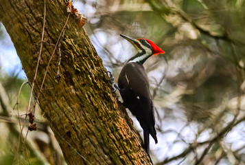 Profile View of Pileated Woodpecker Clinging to Tree in Central Florida
