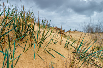 The hill slope in the sandy desert with green grass