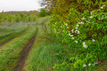 The rural ground road on the edge of the forest with blossom bushes on the roadside at the early morning time
