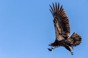 Juvenile Bald Eagle flying