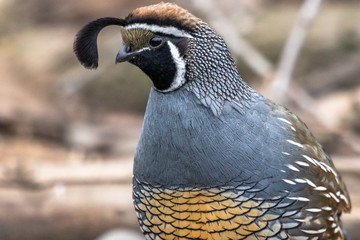 Male California Quail close-up