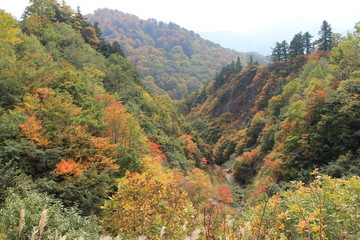 Autumnleaves of Mountain
