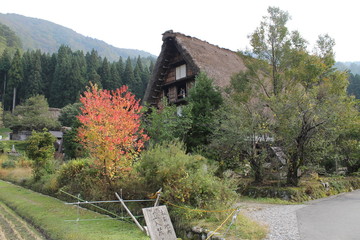 合掌造りと紅葉