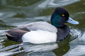 Male Lesser Scaup in a green pond
