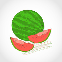Drawing. Ripe watermelon. Sketch. On a white background.