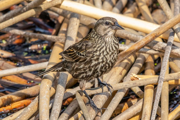 Female Red-winged Blackbird walking in a wetland