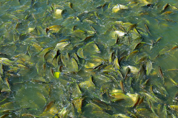 barb in the pond , Silver barb, java barb are struggling to eat food in the pond.