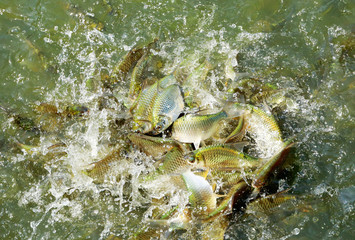 Silver barb, java barb in the pond.