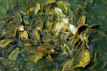 barb in the pond , Silver barb, java barb are struggling to eat food in the pond.