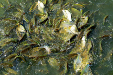 barb in the pond , Silver barb, java barb are struggling to eat food in the pond.