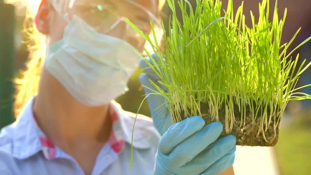 Woman scientist in goggles and a mask examines a sample of soil and plants