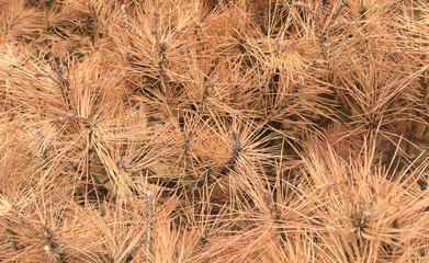 dried pine leaves needles brown texture background