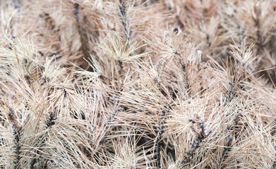 dried pine leaves needles brown texture background