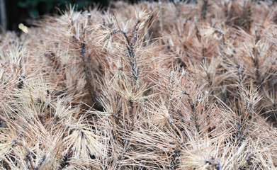 dried pine leaves needles brown texture background