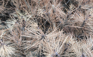 dried pine leaves needles brown texture background