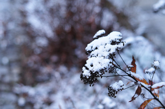 snow on wilted flower heads of a japanese meadowsweet