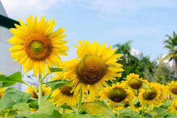 beautiful of Sunflower (Helianthus annuus) field