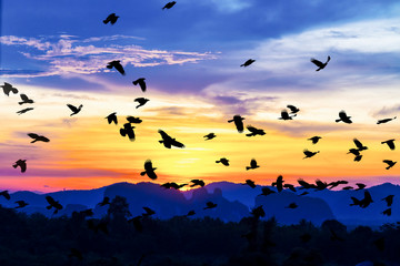 birds flying back home