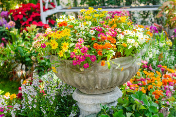 Fototapeta na wymiar beautiful colorful flower in Roman style potted in the garden