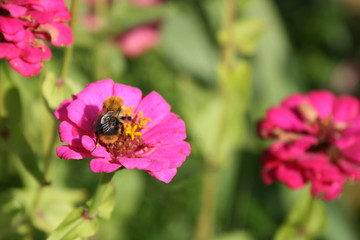 Dahlien mit Biene