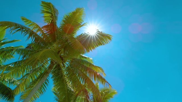 BOTTOM UP, COPY SPACE: Large vivid green palm tree canopy stretches out toward the clear blue sky. Bright summer sun rays shine through the palm tree leaves. Picturesque paradise island in Pacific.
