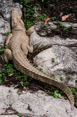 Albino Crocodile, Siamese crocodile  / Skin is white , nearly extinct , found in Southeast Asia