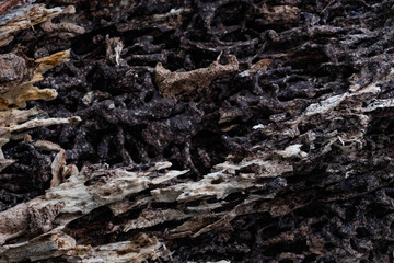 Close up texture and structure the termite nests in decaying trunk of the old falling tree