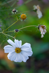 Obraz premium Schmuckkörbchen, Cosmea