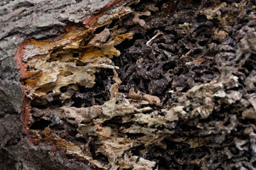 Close up texture and structure the termite nests in decaying trunk of the old falling tree