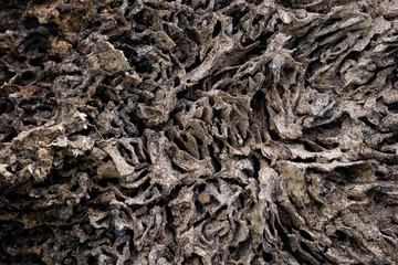 Close up texture and structure the termite nests in decaying trunk of the old falling tree