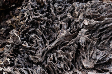 Close up texture and structure the termite nests in decaying trunk of the old falling tree