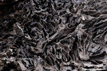 Close up texture and structure the termite nests in decaying trunk of the old falling tree