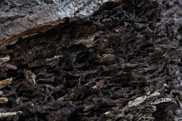 Fototapeta na wymiar Close up texture and structure the termite nests in decaying trunk of the old falling tree