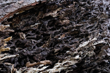 Close up texture and structure the termite nests in decaying trunk of the old falling tree