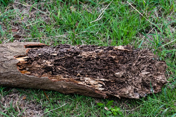 Fototapeta premium Close up texture and structure the termite nests in decaying trunk of the old falling tree