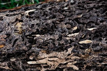 Close up texture and structure the termite nests in decaying trunk of the old falling tree