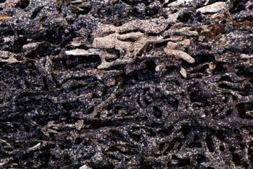 Close up texture and structure the termite nests in decaying trunk of the old falling tree