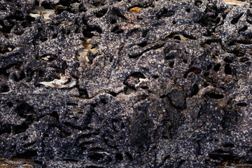 Close up texture and structure the termite nests in decaying trunk of the old falling tree