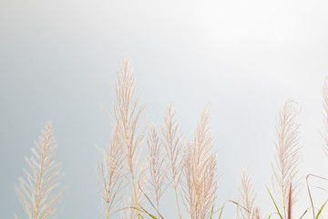 Fototapeta premium closeup leaf pink flower grass and blur field background .