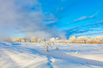 Winter landscape. Cold day.