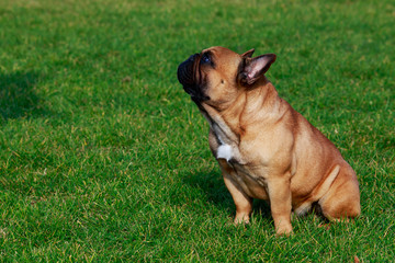 Dog breed French Bulldog