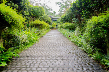 Cobble stone walkway in a tropical garden