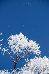 A frosted tree with lots of blue sky in the winter - 238665923