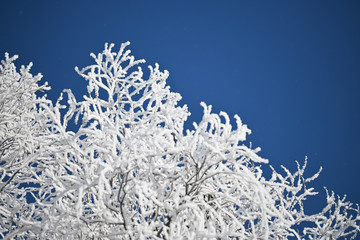 Hoarfrost on branches with a deep blue sky - 238665951