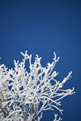 Icy branches against a clear blue sky - 238665980