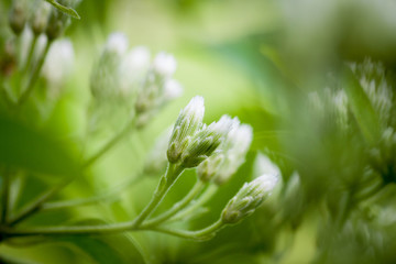Milkweed Beauty Bokeh