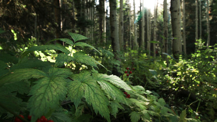 Forest with Leaves